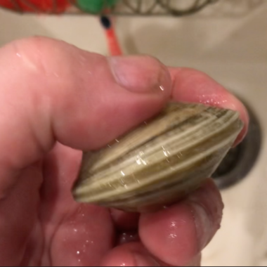 新鲜、健康的活小（硬）蛤蜊