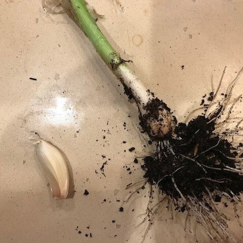 与大蒜丁香相比的绿色大蒜植物