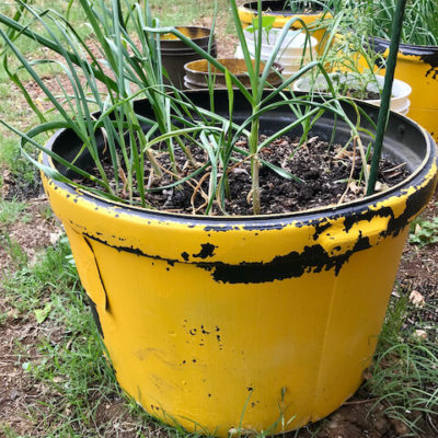 a painted lick tub used as a planting container for garlic