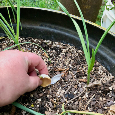 planting a sprouting garlic clove