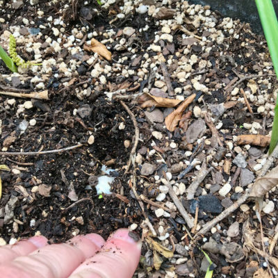 make a small hole and insert clove, sprout facing up, just deep enough to cover the clove