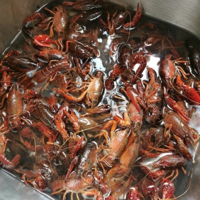 Rinse the crayfish before cooking