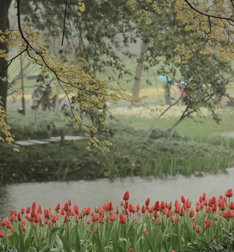 Tulips in Taiziwan Park, Hangzhou