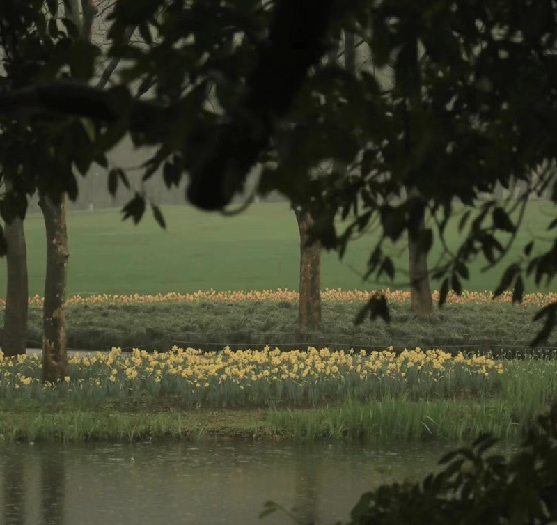 Tulips in Taiziwan Park, Hangzhou