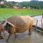 How rice was farmed when I was a girl