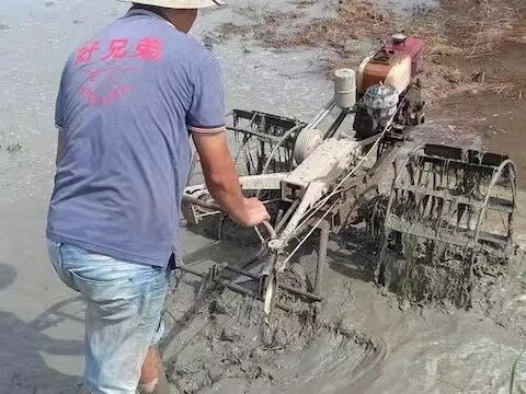 Preparing the soil for rice planting