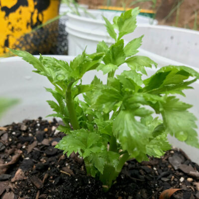 移植芹菜插条的新生长