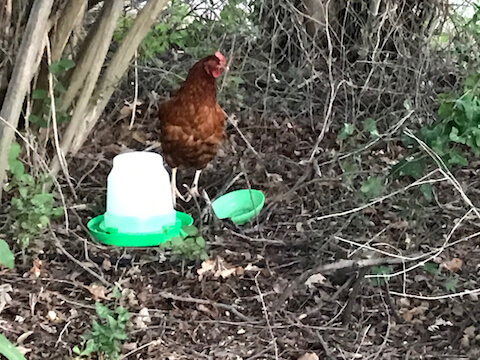 散养的家禽寻求猎物的庇护