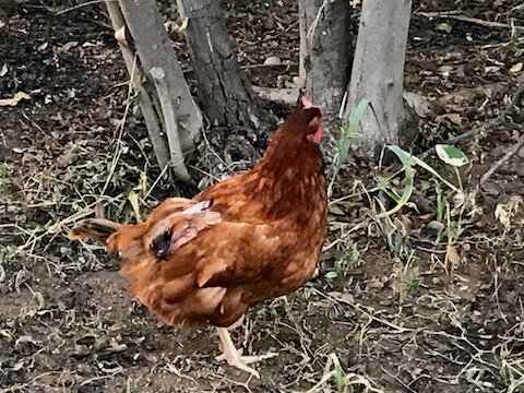 一只受伤的鸡搬到了我的后院