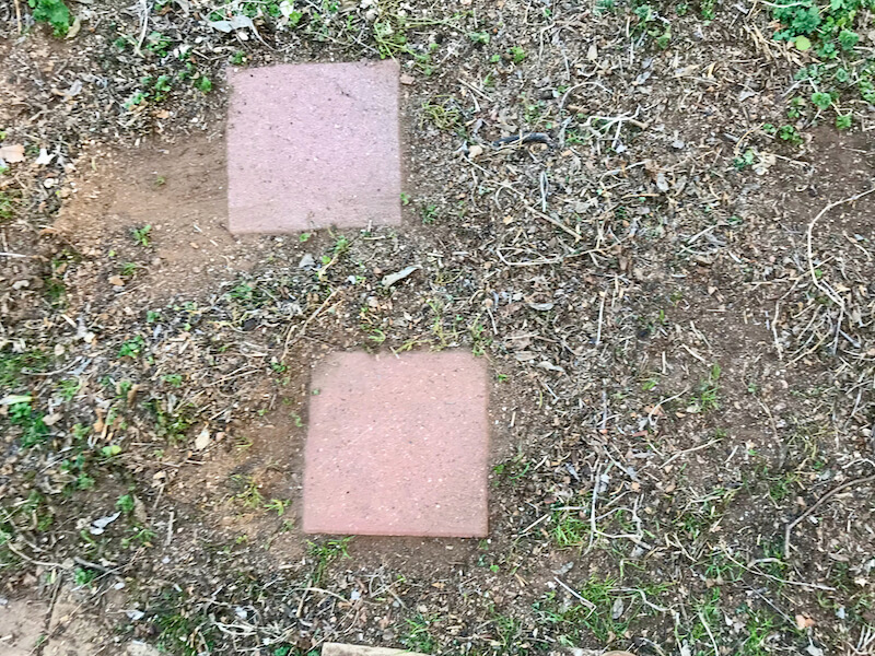 后院家禽。鸡帮助除草和控制害虫