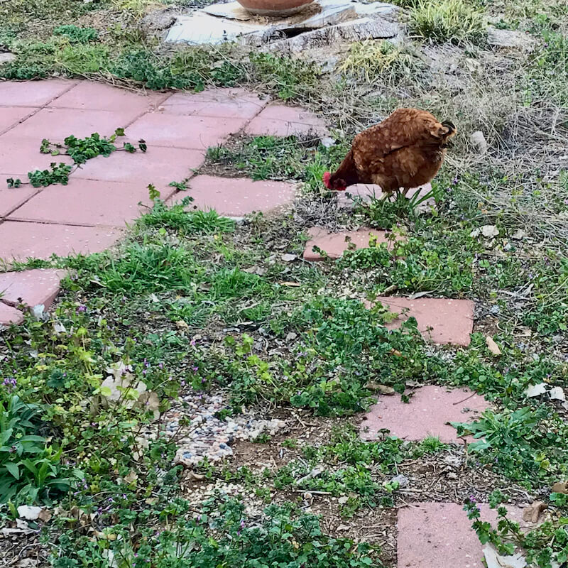 鸡帮助除草和控制害虫