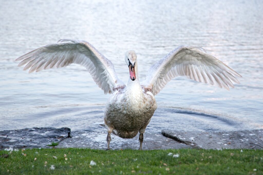 swan with spread wings