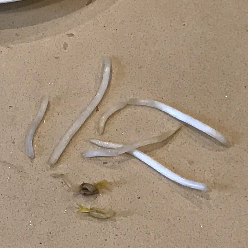 Mung bean sprouts with heads and tails reomved